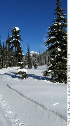 Gap Mtn across Tyrwhit Meadows