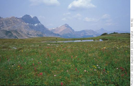 Meadows at Clearwater Pass