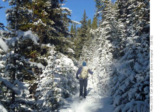 Snowy trail Snowy trail