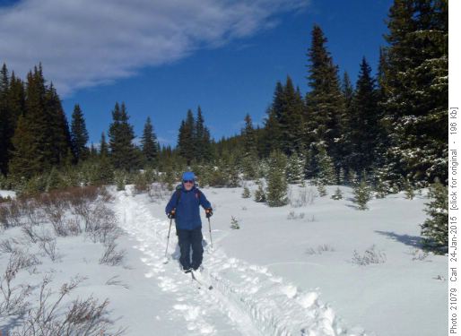 Heading home, note deep tracks in shallow snow Heading home, note deep tracks in shallow snow