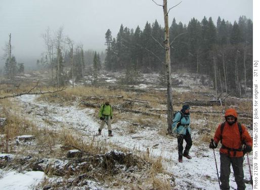 At the bottom of the cutblock after the descent from Mesa Butte