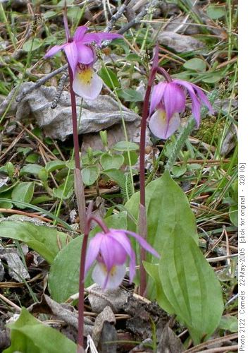 Venus Slipper Orchid