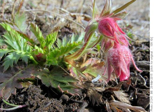 Three-flowered Avens
