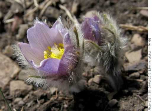 Pasqueflower