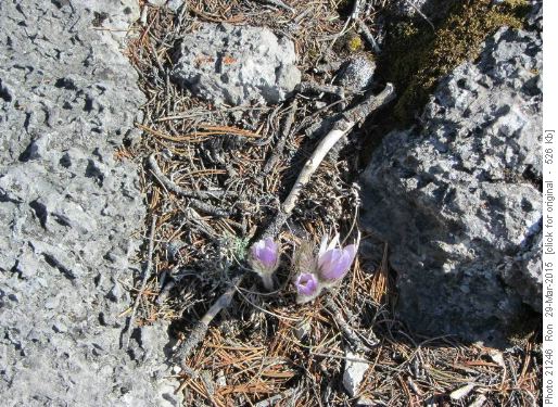 Windblown crocus on the ridge to Loder