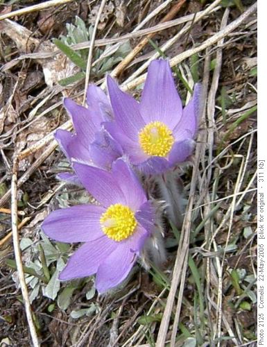 Prairie Crocus