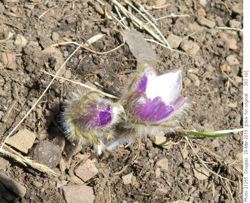 Pasque flower (windflower)