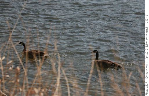 Geese on the Bow River