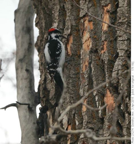Downy (or Hairy) woodpecker- hard to tell relative size
