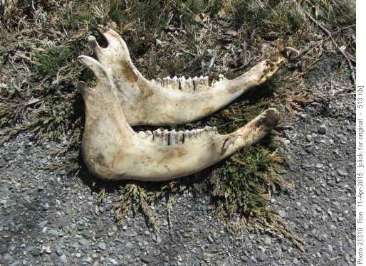 A fine pair of jawbones
