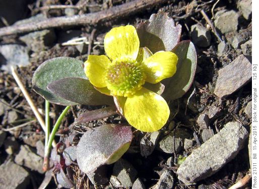 Early Buttercup