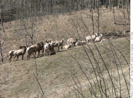 Mixed herd of Rocky Mountain Bighorn Sheep
