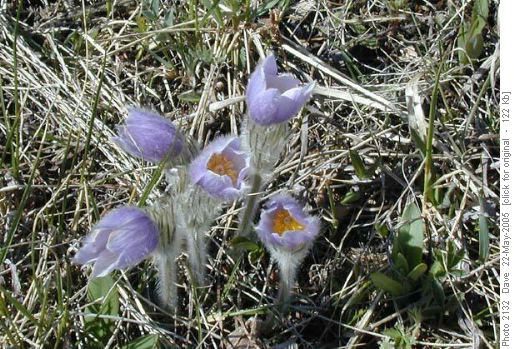 Crocus
