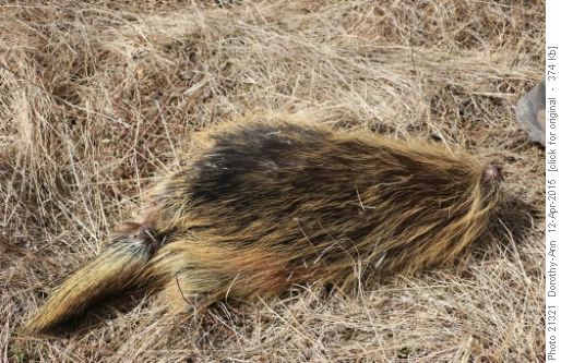 Porcupine corpse