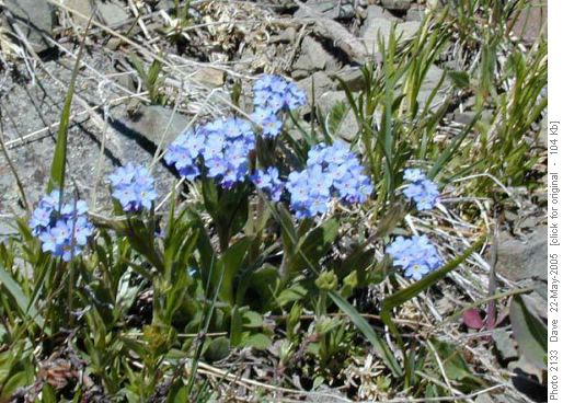 Forget-me-not