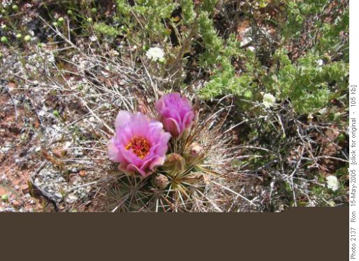 Fishhook cactus, Syncline loop, Utah