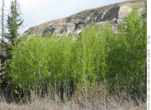 Lush green aspen were a sight for sore eyes!