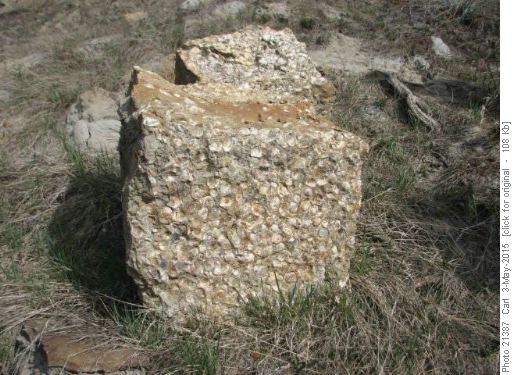 Big block of bivalve fossils