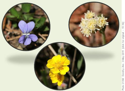 3 of the many flowers along the way