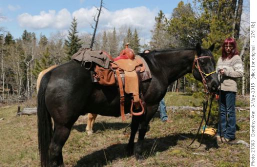Fellow travellers on the horse trail