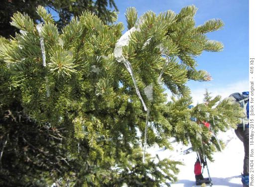 Icicle tree, Mt Burke