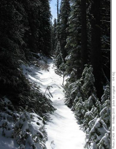 Mt Burke trail