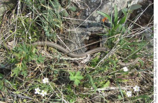 slithery fauna on Missinglink