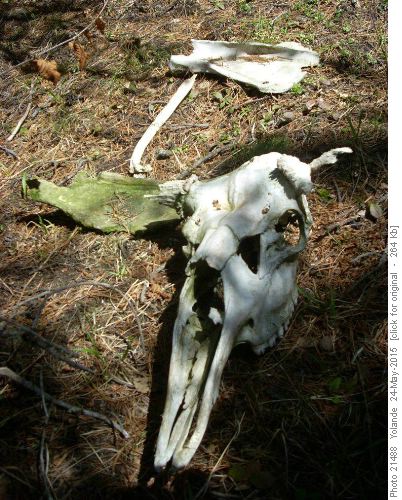 Ex-moose - this skeleton was also here 5 years ago