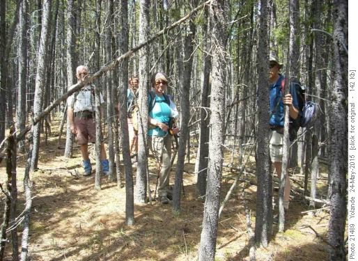 Thin people only section of trail - trees were very close together