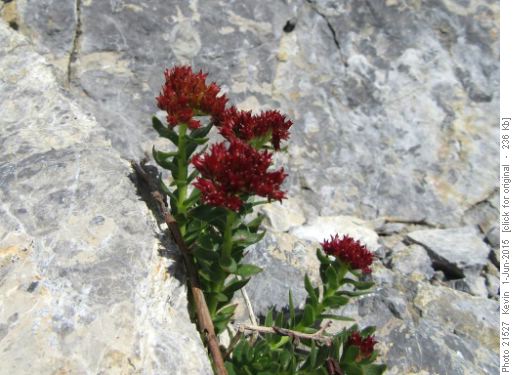 Roseroot on North Baldy
