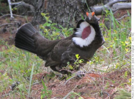 Blue grouse struts his stuff