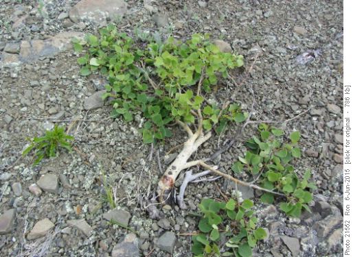 A very small aspen trying to survive in a very windswept place