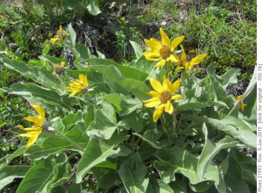 Bull Creek Hills balsamroot