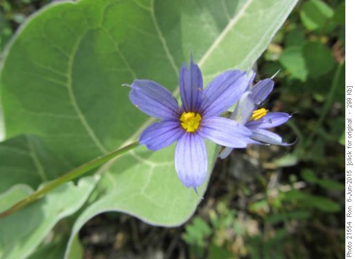 blue-eyed grass