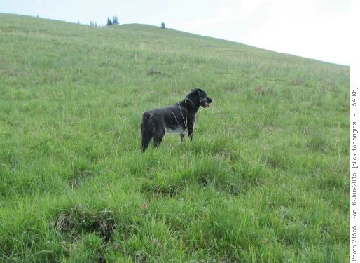 (domesticated) wolf at Grass Pass