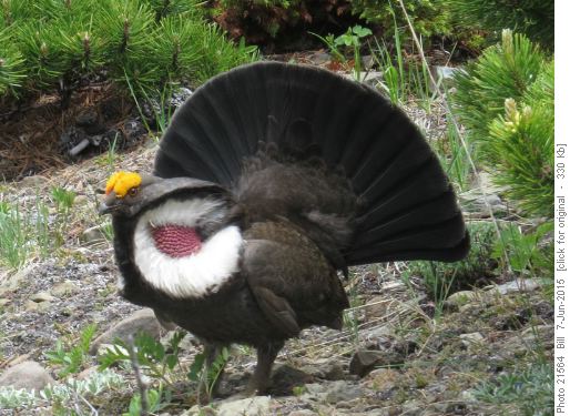 Blue grouse in full regalia