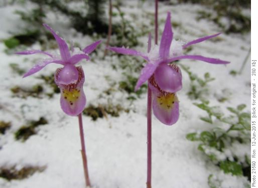 Calypso orchids with snowy hats