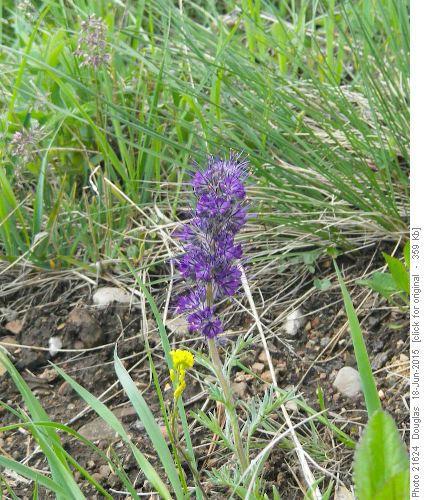 Scorpion weed on climb to pass