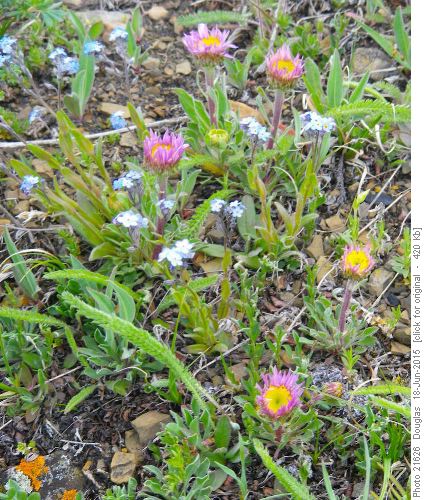 Townsendia and Forget-me-not's on slope down the higher peak