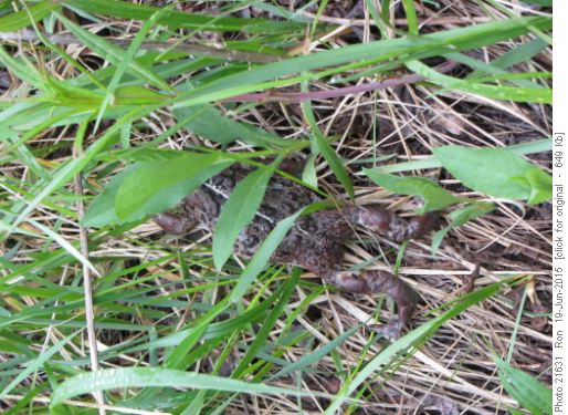 Western toad (<i>bufo boreas boreas</i>)