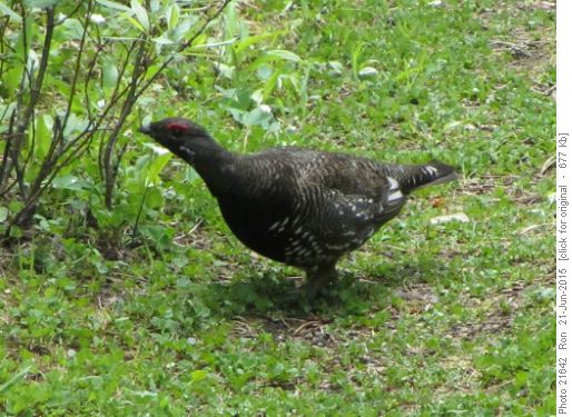 Female spruce grouse on the James Walker Creek trail