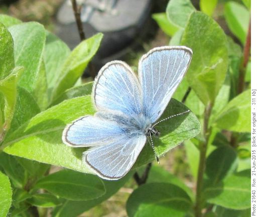 Northern Blue butterfly (Lycaeides idas) on the James Walker Creek trail
