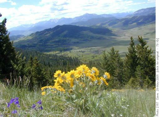 Balsam Root and Delphinium