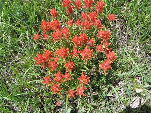 large bunch of paintbrush