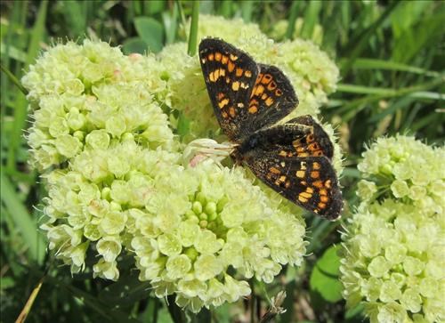 Possibly an Anicia checkerspot (Euphydryas anicia)