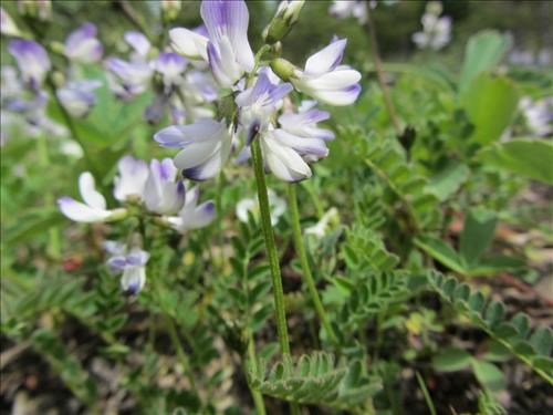 Alpine milkvetch (Astragalus alpinus)
