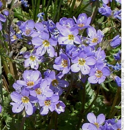 Jacob's Ladder (Polemonium Pulcherimum)