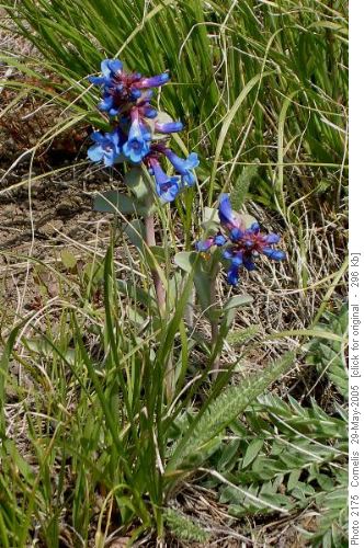 Blue Beardtongue (Penstemon Albertinus)