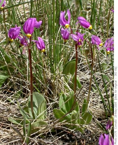 Shooting Stars (Dodecatheon Pulchellum)