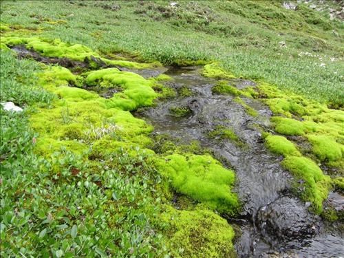 Mossy banks of upper Piper Creek